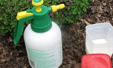 Bột giặt đem trộn với thứ này giúp cây cảnh xanh tốt, diệt sâu bọ cực tốt