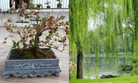 Đẹp đến mấy cũng chớ trồng 2 loại cây này trước cửa nhà sẽ chắn Tài Lộc, gia chủ mãi không giàu được