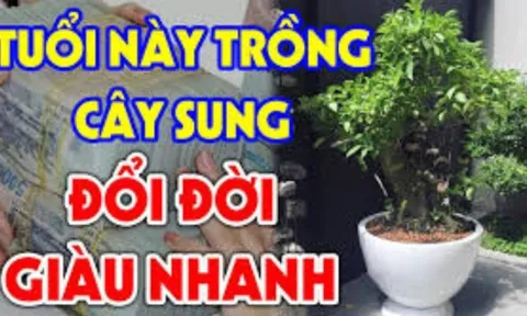 Cây Sung kén người hợp tuổi, trồng 1 cây thôi phú quý theo về, Tiền Tài tự đến