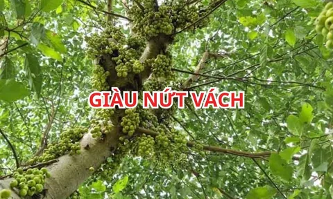 Người xưa dạy: Trồng cây sung vị trí này thì gia đình giàu có, con cháu hưng thịnh. Đó là chỗ nào?