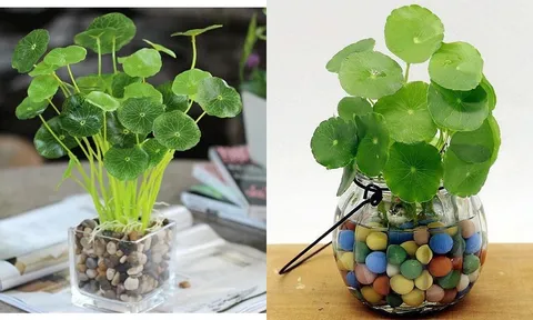 Rau má lá sen: Cây cảnh tài lộc, vẻ đẹp tinh tế ai cũng muốn sở hữu ngay