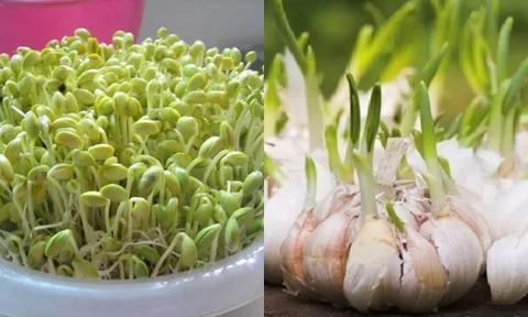 5 loại rau củ mọc mầm đừng vội vứt đi: Giá trị dinh dưỡng tăng gấp đôi, càng ăn càng sống thọ