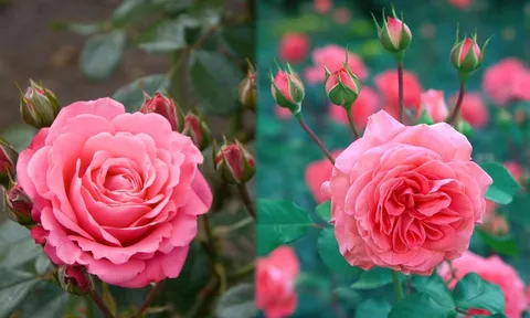 8 loại nước tốt cho cây hoa hồng, cứ tưới là cây trổ bông không ngừng