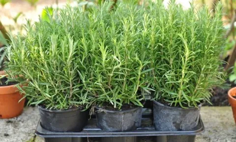 Trồng cây Hương thảo hay bị đen lá, hãy làm theo cách này cây lại xanh tốt
