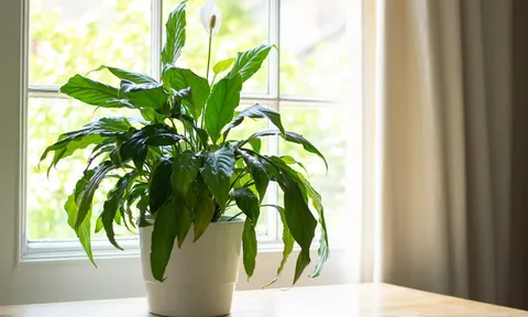 5 loại cây xanh lọc sạch không khí, mang cát lành về cho gia chủ