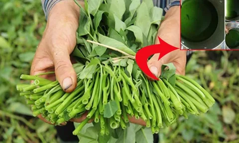 3 dấu hiệu nhận biết rau muống nhiễm chì đơn giản nhất