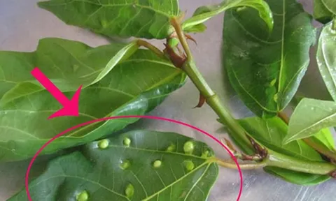 Uống nước lá sung mỗi ngày có tốt không?