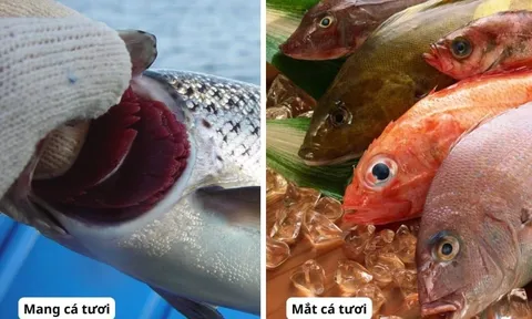 Dấu hiệu cá ướp urê: Tươi ngon, giá rẻ mấy cũng đừng ham mua về