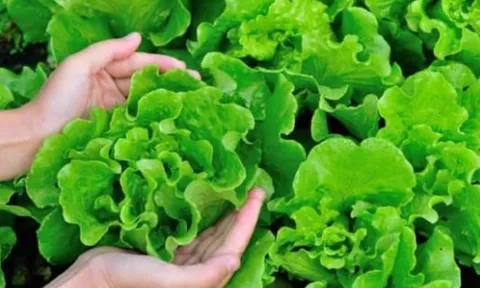Rau diếp: Tại sao ăn thường xuyên trong 3 tháng sẽ mang lại 4 cải thiện lớn cho cơ thể của bạn