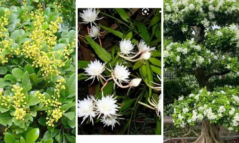7 loài cây thơm hơn hoa hồng, đẹp hơn hoa giấy: Trồng 1 cây trong nhà đã đủ thơm ngát, dễ chịu