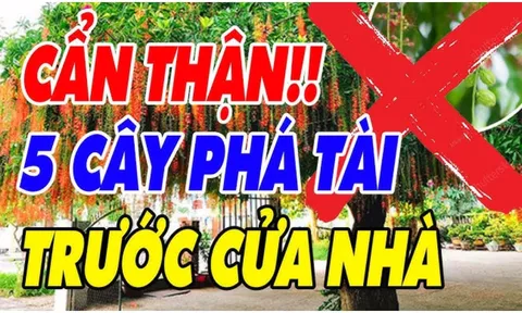 5 cây âm trước nhà Chặn Cửa Tài Lộc: Cây càng xanh tươi, cả người và của lao đao. Đó là cây gì?