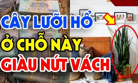 Cây lưỡi hổ trồng đúng 'hố vàng', gia chủ no nê Phúc Lộc, con cháu đề huề