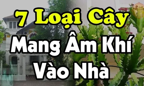 7 loại cây Mang Âm Khí Vào Nhà: Cây càng xanh tươi người càng suy, nhổ ngay trước khi quá muộn, là cây gì?