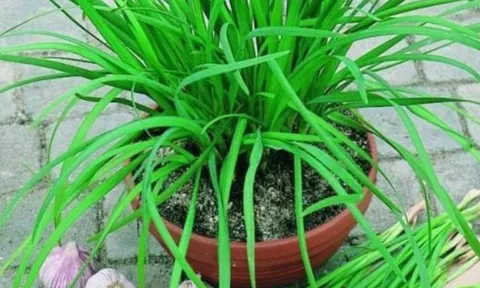 Loại rau cực bổ hơn cả thịt, tốt hơn thuốc, mọc như cỏ dại nhưng ít ai ngờ tới