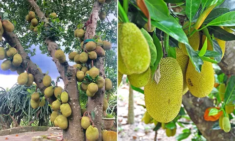 Vì sao người xưa khuyên không được trồng cây mít trước nhà?