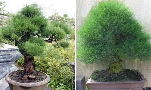 Cổ nhân dặn: "Cây âm vào nhà, gia đình không nghèo cũng khó", toàn loại cây quen thuộc