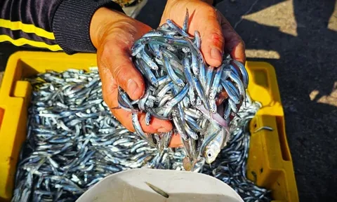 Loài cá “bổ hơn cá hồi”, giàu canxi hơn sữa bò, chợ bán chỉ 30 nghìn/kg