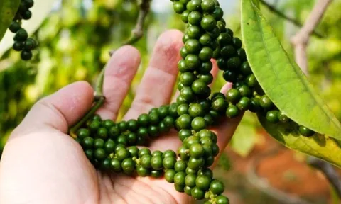 Loại nông sản xuất khẩu sang Mỹ thu hơn 10.000 tỷ/năm: Vị thuốc quý bị người Việt lãng quên