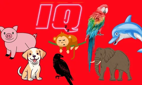 Top 13 loài động vật thông minh nhất, bất ngờ với vị trí của Lợn - loài mà chúng ta hay nói là ngu