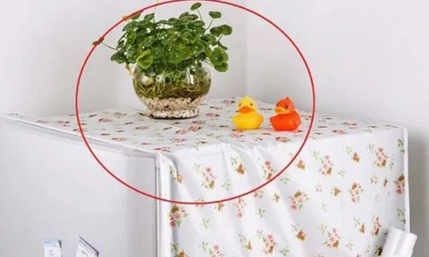 3 vật tuyệt đối không đặt trên nóc tủ lạnh, tổ tiên cảnh báo: Tiền bạc đội nón ra đi, gia đạo lụi bại