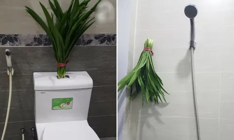 Đặt bó lá này trong nhà vệ sinh: Cả tuần không có mùi hôi, đuổi sạch đàn muỗi, dĩn
