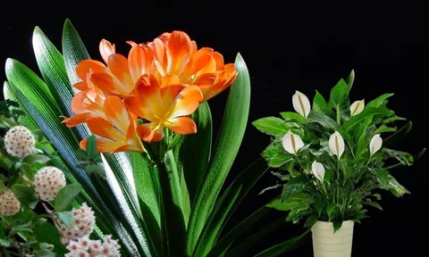 Gợi ý 6 loài cây ưa bóng, hoa nở rực rỡ, nhà chật thiếu nắng cũng thưởng hoa quanh năm