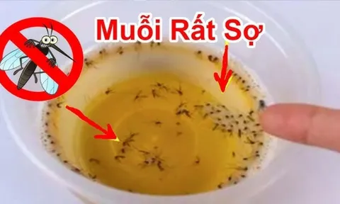 Muỗi sợ nhất 1 bát nước: Khuấy lên rồi đặt góc nhà, muỗi bay đi hết, yên tâm mà ngủ