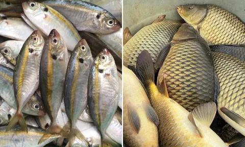 Đều là cá nhưng cá biển hay cá nước ngọt bổ dưỡng hơn?