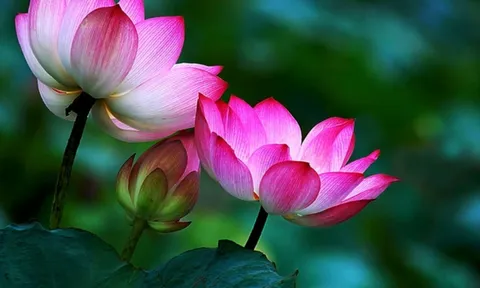Người có thứ này thì không bao giờ cần đi xem phong thủy, cả đời vẫn giàu: Đó là thứ gì?