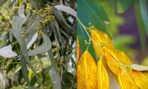 Sự thật kỳ lạ cây này hút vàng từ sâu lòng đất và giữ trong lá, Việt Nam cũng có rất nhiều