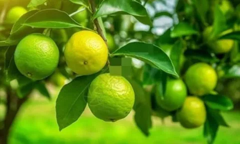 Tổ Tiên dạy: 'Trong nhà có hai cây này, dù không giàu cũng có phước' – Bạn đã biết là cây gì chưa