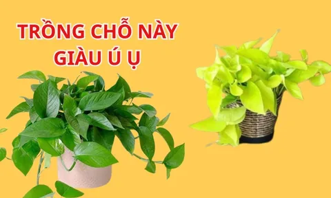 Trồng cây Trầu Bà Thu Hút Tài Lộc nhưng cần tránh 4 vị trí này kẻo Hao Tài Tốn Của, khó làm giàu