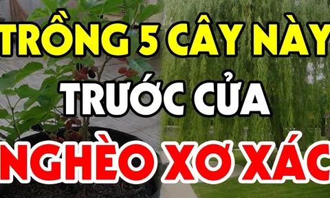 5 cây trồng trước nhà lụi bại, nghèo khó: Cây càng xanh tươi người càng suy kiệt