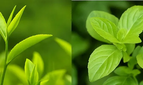 5 loại lá rẻ tiền dễ kiếm lại là mẹo vàng trị rụng tóc, gội đầu xong tóc mượt, tóc con mọc tua tủa