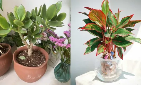 6 loại cây cảnh 'chiêu tài trấn trạch': Trồng 1 chậu hưởng lộc 3 đời, tiền vô như nước, gia đạo an yên