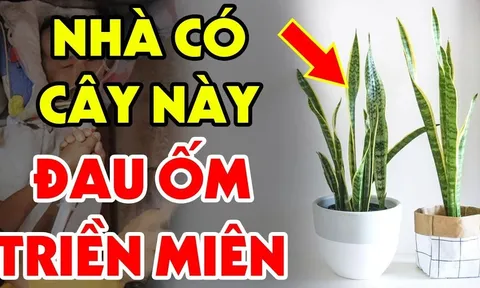Trồng cây Lưỡi Hổ trong nhà hợp phong thủy nhưng có 2 tuổi rất kỵ, lỡ trồng tiền của trôi sông