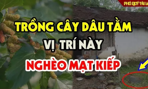 Trước cửa có cây Âm: Cây xanh Lộc 'héo', cả người lẫn của đều lao đao, là cây gì?