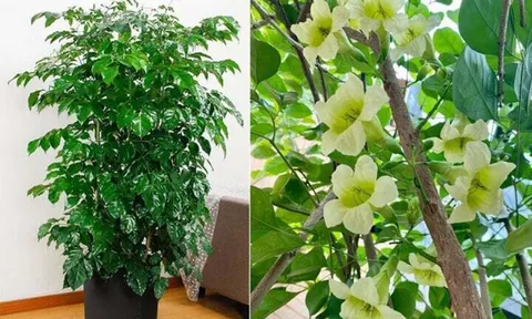 3 cây cảnh đặt ở trong nhà thì tài lộc thịnh vượng, gia đạo bình an