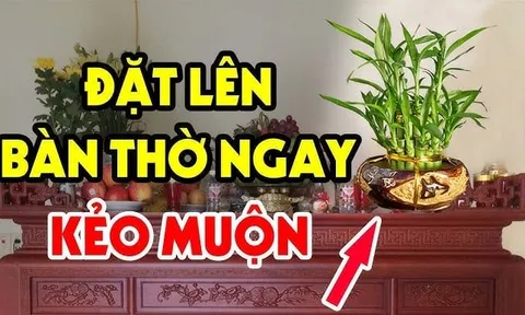 4 loại cây đặt lên bàn thờ Tổ Tiên Ưng Bụng: Gia chủ sớm muộn cũng phát tài