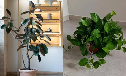 5 loại cây 'trấn trạch' cực tốt: Trồng một chậu trong nhà, người vượng, nhà vượng, tài lộc dồi dào