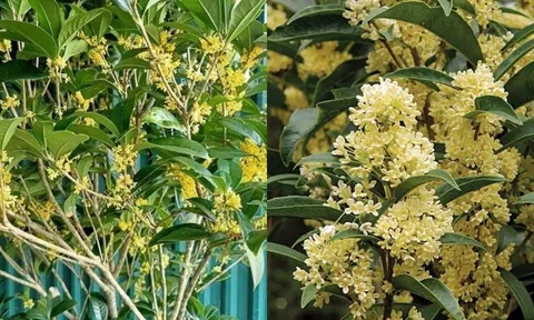 5 lý do không trồng loại cây hoa này trước nhà có thể khiến bạn mất tiền, mất ngủ mà không hay biết