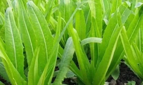 Loại rau giàu canxi vượt trội hơn cả sữa, ăn sống hay chín đều mang lại lợi ích tuyệt vời cho sức khỏe