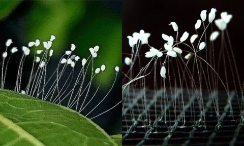 Sự thật bất ngờ về loài hoa 3000 năm mới nở, thấy hoa nở là Phúc Lộc Tới, May Mắn Tràn Về?