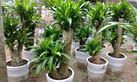 Ý nghĩa phong thuỷ và lợi ích sức khoẻ của cây thiết mộc lan mà ít người biết