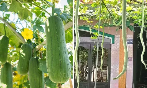 4 loại quả "bổ như sâm”, không thuốc trừ sâu: Giá rẻ bèo có đầy ngoài chợ