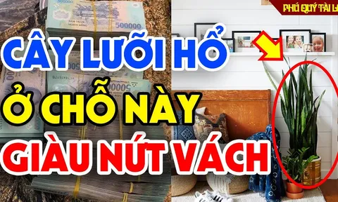 Cây lưỡi hổ đặt linh tinh mất lộc: Đặt cây lưỡi hổ vào vị trí này kích hoạt tài lộc, vượng khí ngập nhà