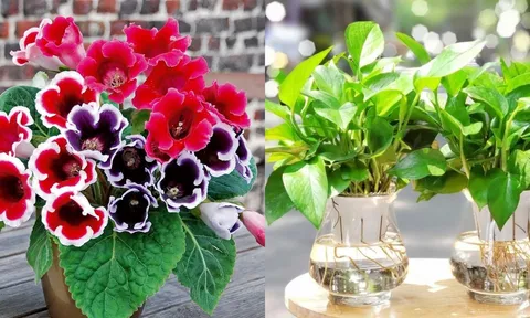 Trồng cây gì để con học giỏi, thi cử đỗ đạt? Đây là 5 loại cây phong thủy cha mẹ nên biết
