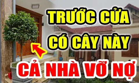 Trước cửa có cây ác 'chặn đứng' thần Tài, cây càng xanh tươi người càng mất Lộc: Là cây gì?