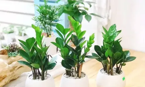 3 mẹo trồng cây kim tiền luôn xanh tốt, ra hoa đúng dịp đón tài lộc vào nhà