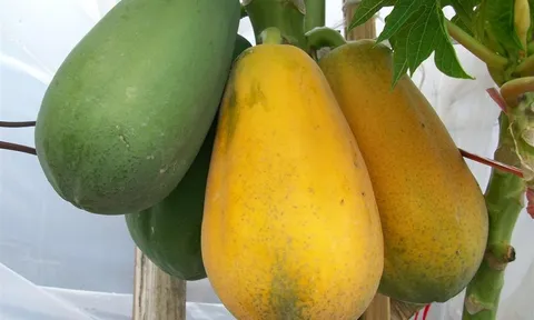 4 loại quả không thuốc trừ sâu lại bổ như sâm, ăn thỏa mái không lo hại người